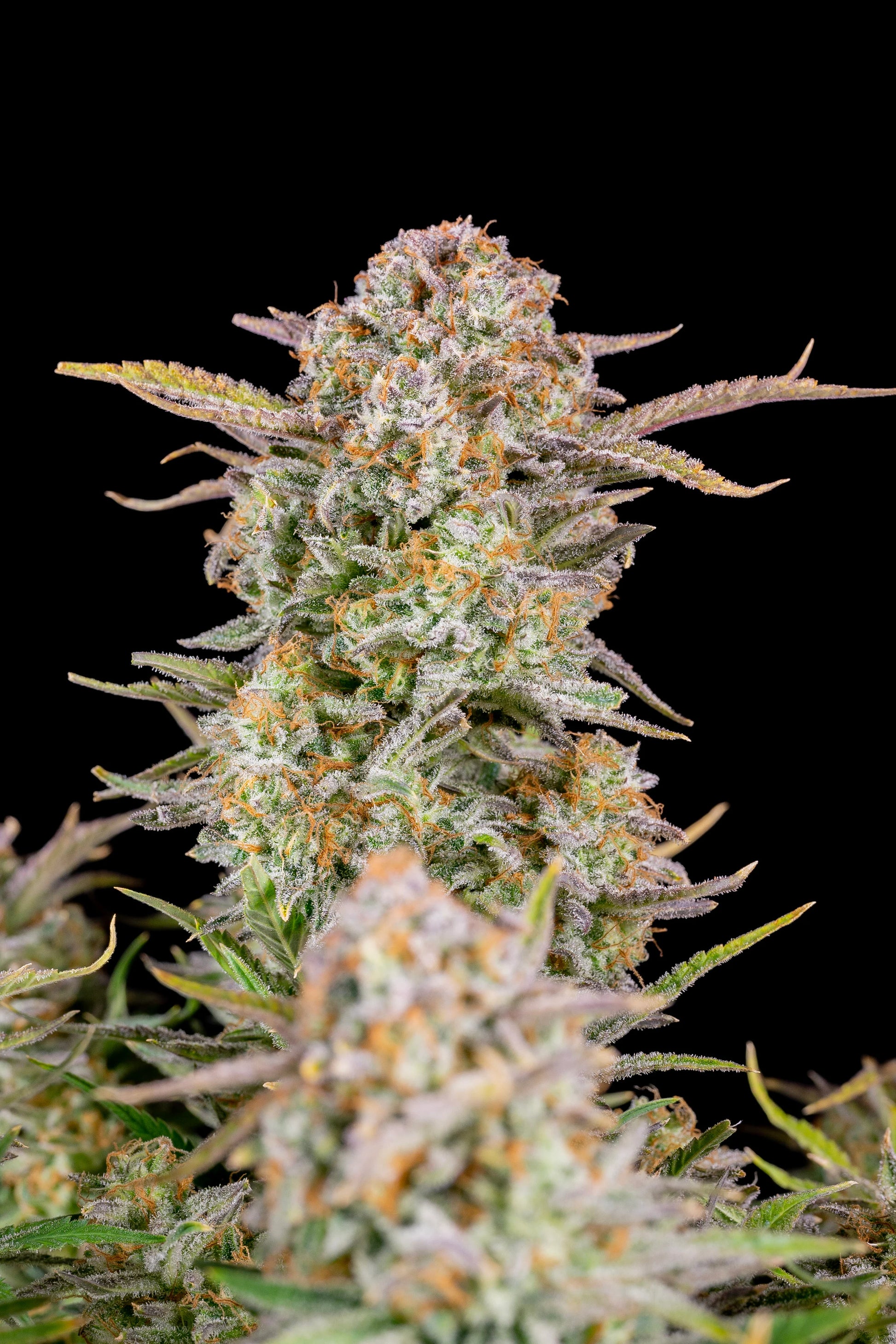 Bruce Banner Autoflower Indoor Grow