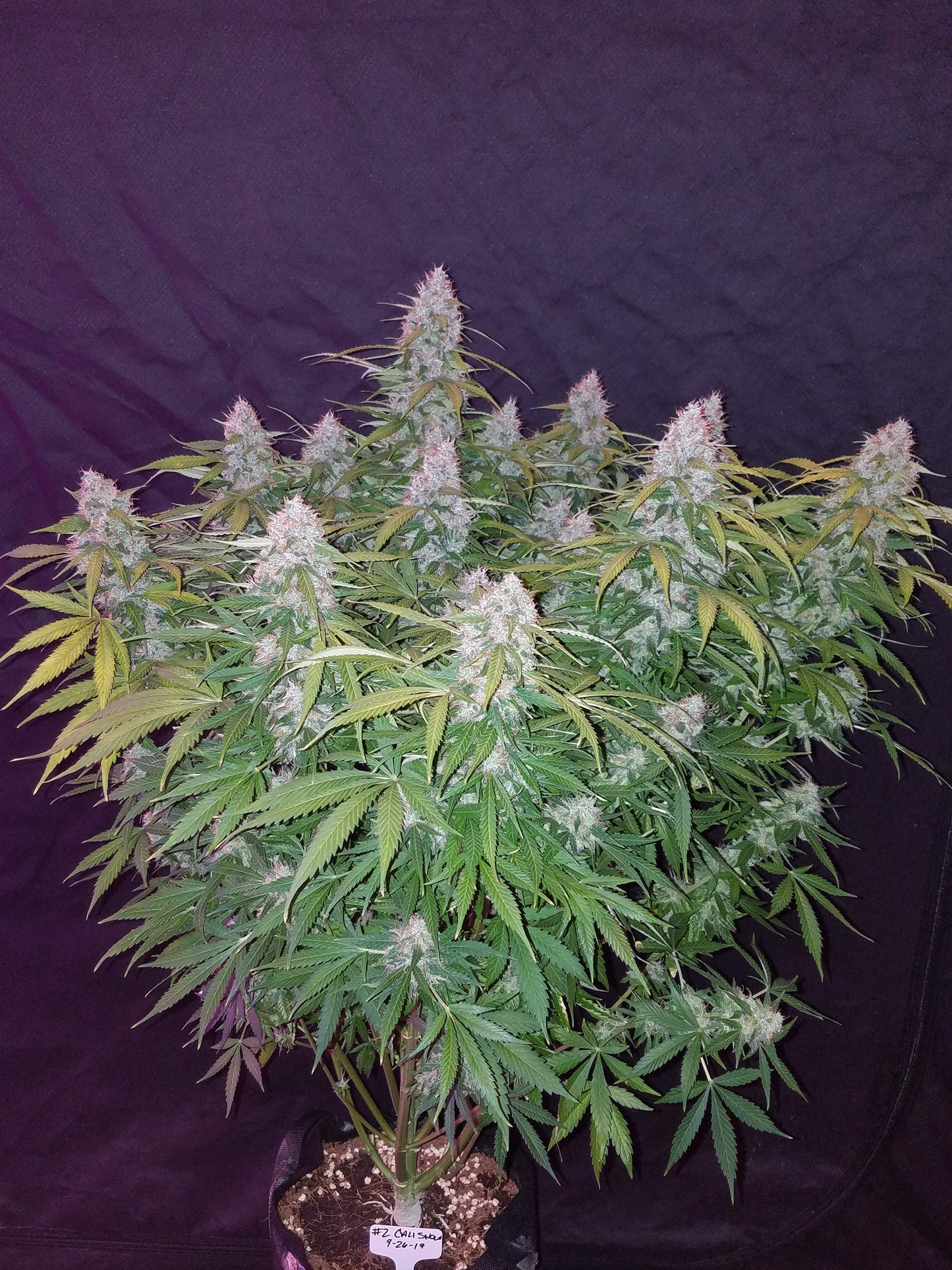 Californian Snow Auto Indoor Grow