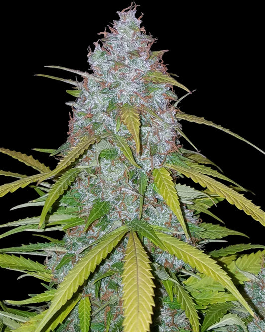 Californian Snow Autoflower Samen von FastBuds
