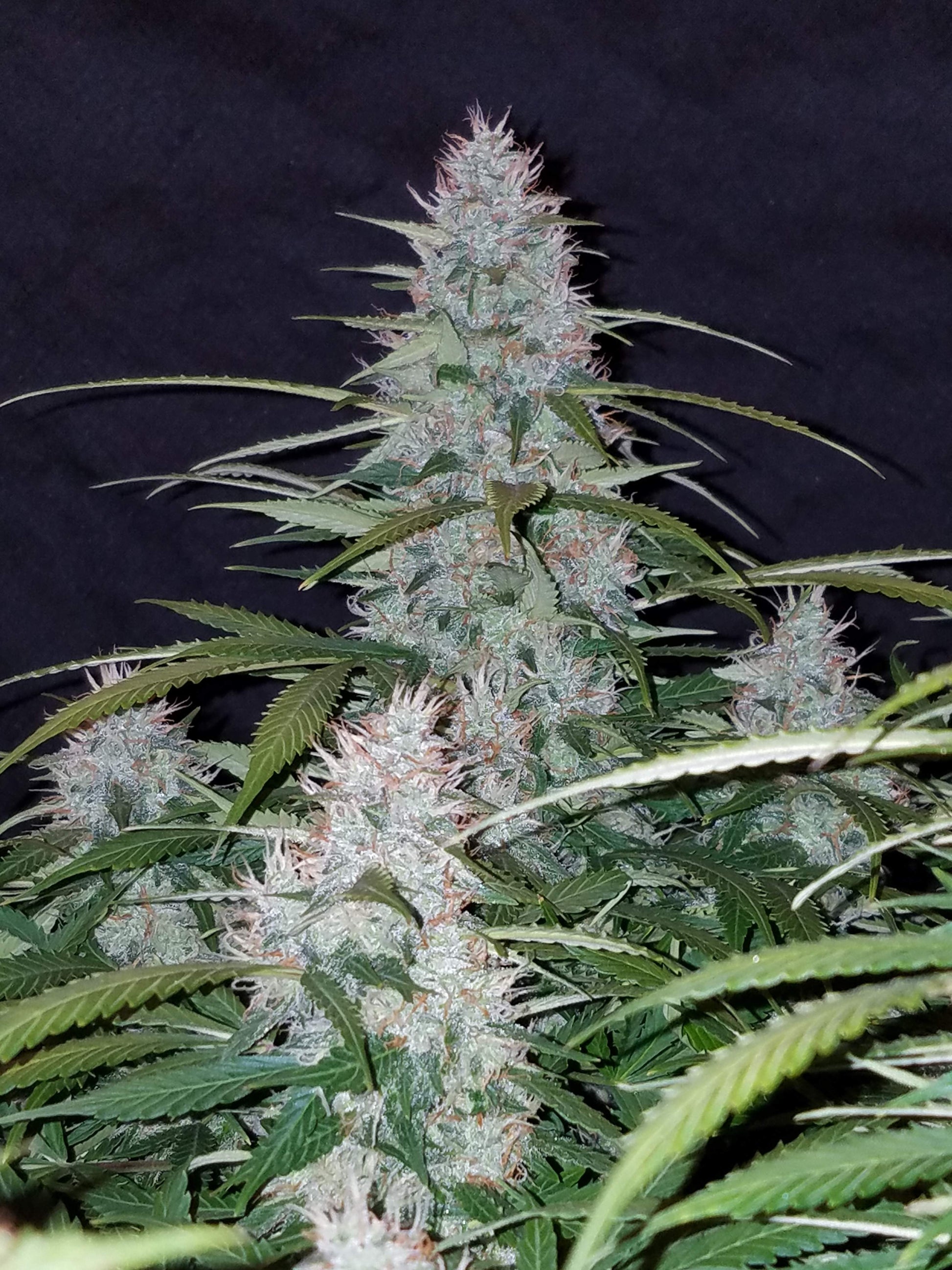 Californian Snow Autoflower Harzstruktur