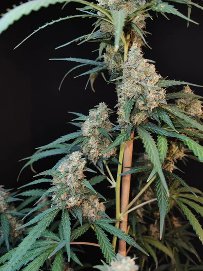 Cheese Autoflower Pflanze mit dichten Buds