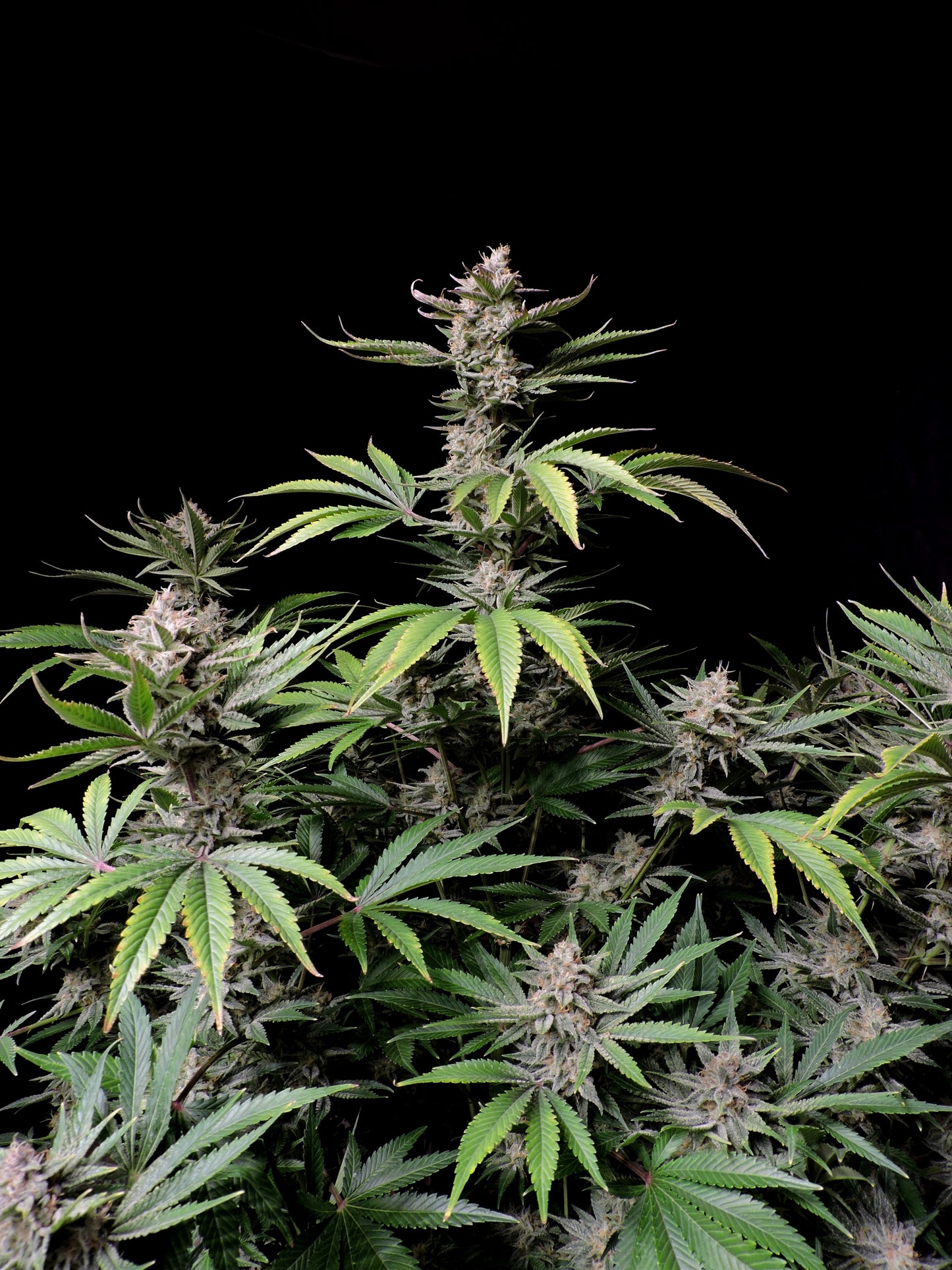 Cherry Cola Autoflower Samen von FastBuds