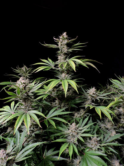 Cherry Cola Autoflower Samen von FastBuds