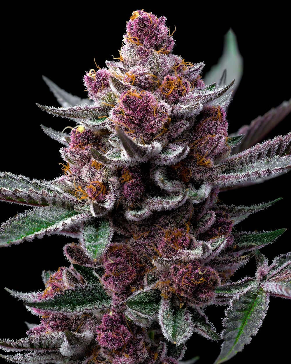 Cherry Poppers Strain Nahaufnahme mit Harzüberzug