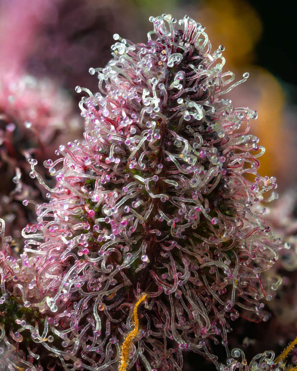 Cherry Poppers Zitrus-Kirsch-Aroma Blüte