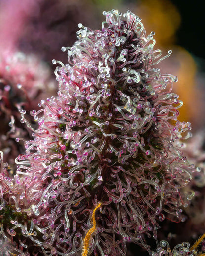 Cherry Poppers Zitrus-Kirsch-Aroma Blüte