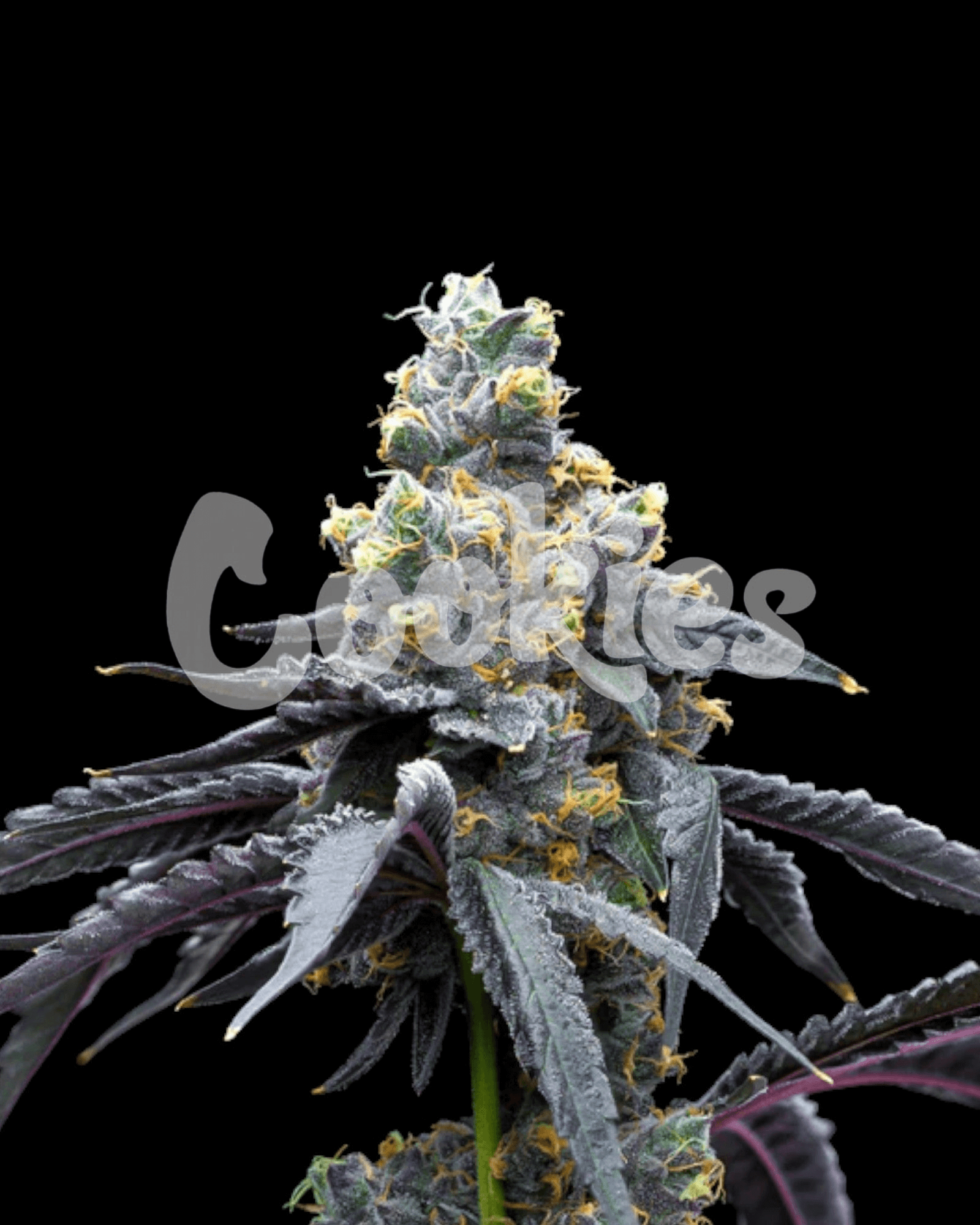 Cookies White Runtz x Hollywood feminisierte Cannabissamen