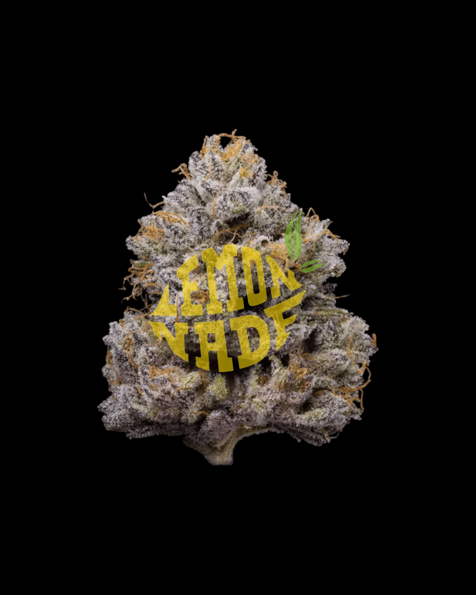 Cookies ZZ4 feminisiert mit harzreichen Blüten