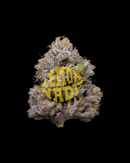 Cookies ZZ4 feminisiert mit harzreichen Blüten