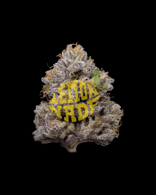 Cookies ZZ4 feminisiert mit harzreichen Blüten