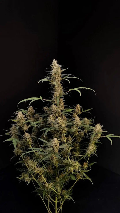 FastBuds Critical Autoflower Indoor-Grow