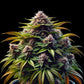 PL - Zkittles - AUTOFLOWER