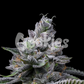 Cookies - RS11 X HOLLYWOOD - FEMINISIERT