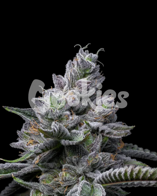 Cookies - RS11 X HOLLYWOOD - FEMINISIERT