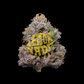 ZZ4 feminisierte Cannabissamen von Cookies Lemonnade mit Genetik GG4 x Zkittlez x Medellin in Originalverpackung