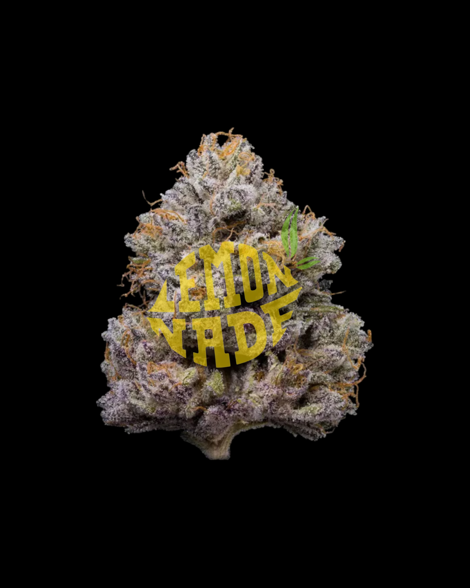 ZZ4 feminisierte Cannabissamen von Cookies Lemonnade mit Genetik GG4 x Zkittlez x Medellin in Originalverpackung