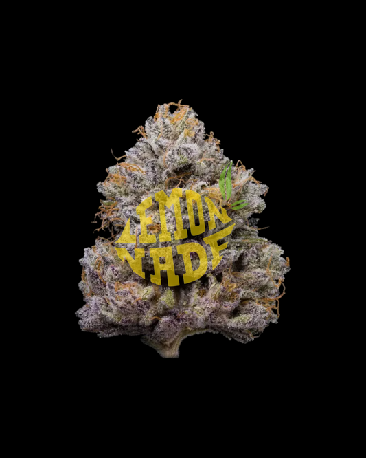 ZZ4 feminisierte Cannabissamen von Cookies Lemonnade mit Genetik GG4 x Zkittlez x Medellin in Originalverpackung