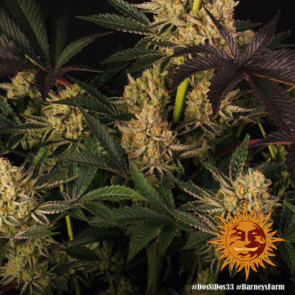 Dos Si Dos 33 Cannabis Samen Produktbild