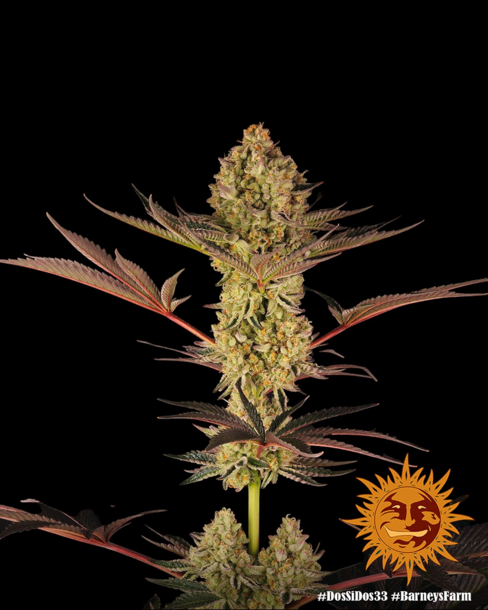 Dos Si Dos 33 feminisierte Samen Barney’s Farm