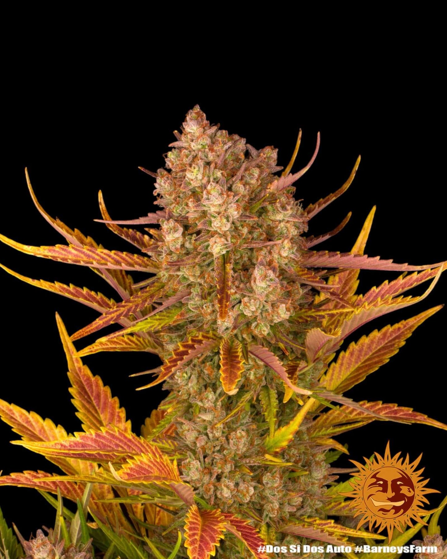 Dos Si Dos Autoflower dichte indica-dominante Blüten