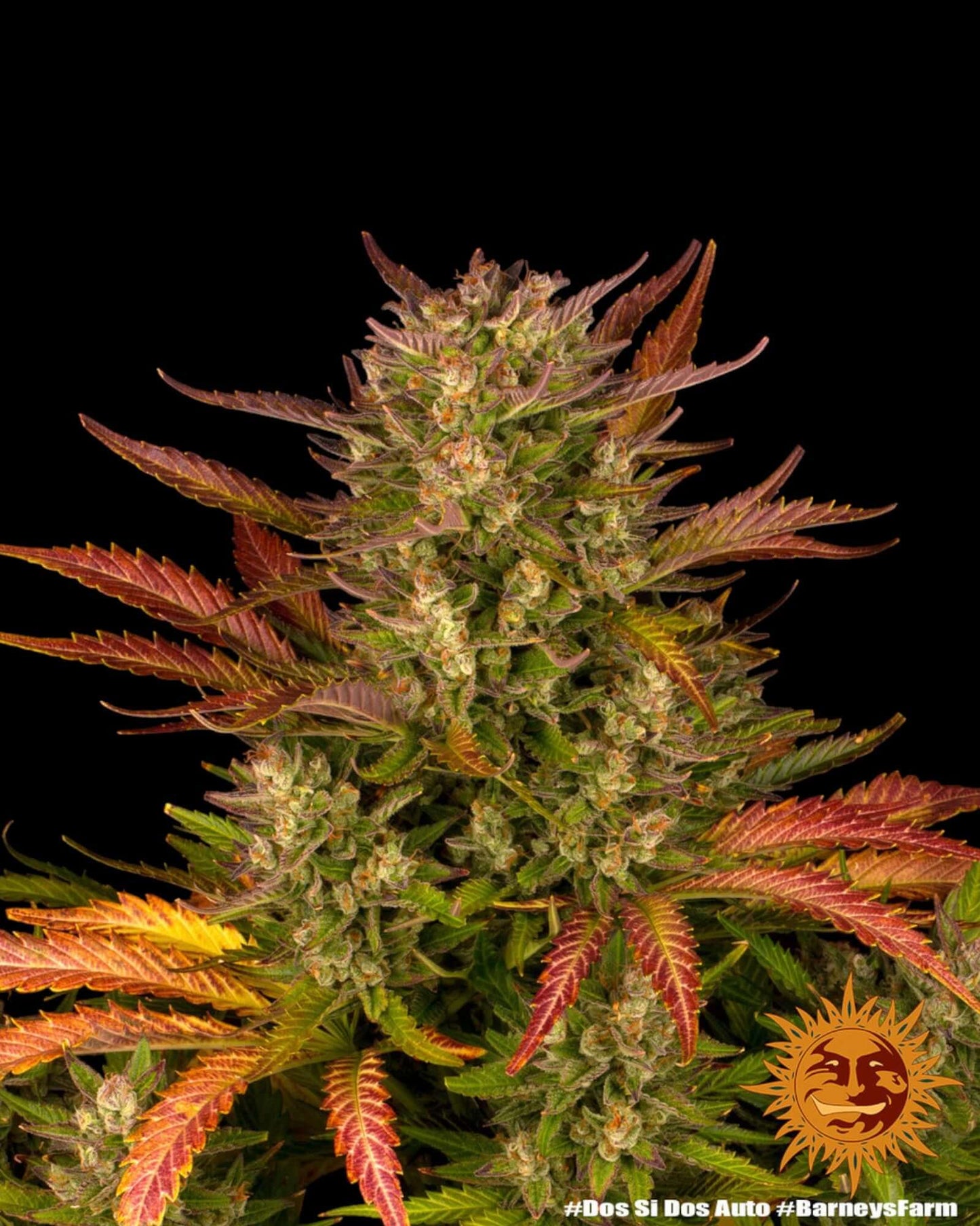 Dos Si Dos Autoflower Cannabis Bud Nahaufnahme