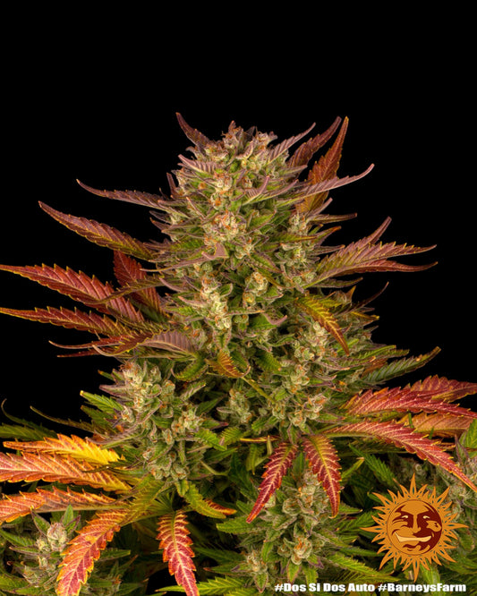 Dos Si Dos Autoflower Cannabis Bud Nahaufnahme