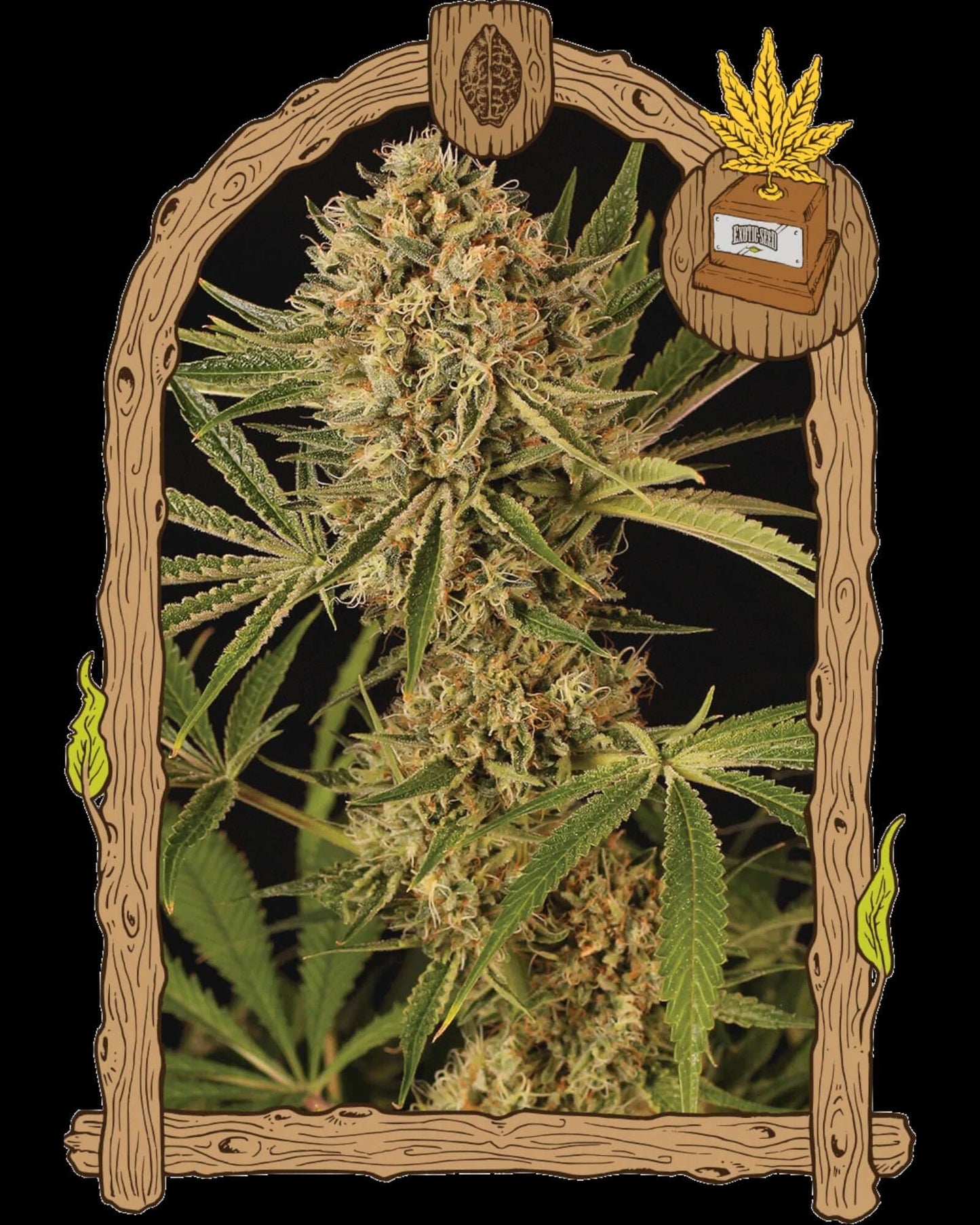 Exotic Seed HERZ OG feminisiert mit dichten Blüten