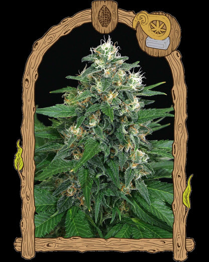 Exotic Thai Feminisiert von Exotic Seed