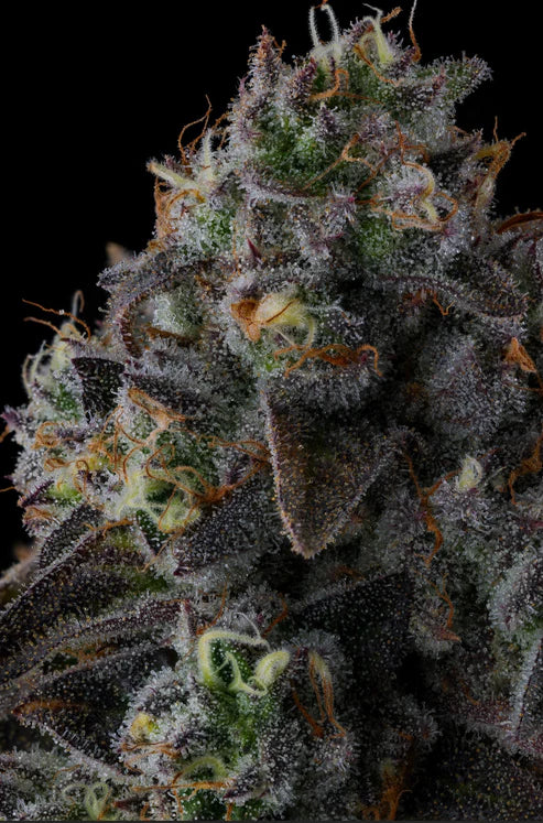 Compound Genetics FRUIT RIOT Blüte mit sichtbaren Trichomen