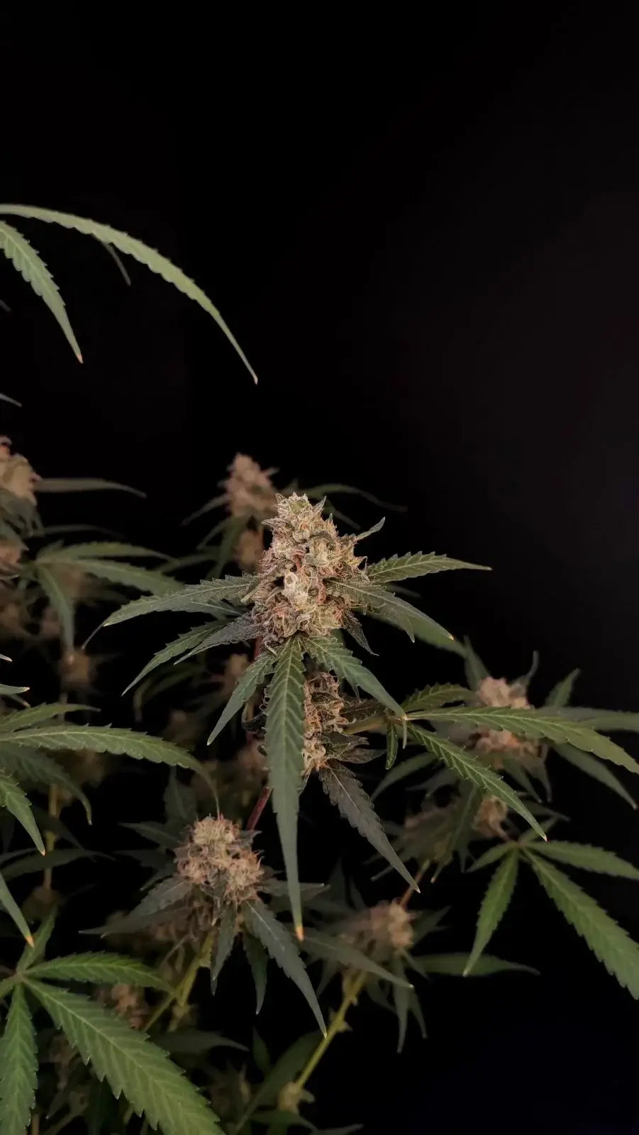 AK Autoflower Pflanze mit silbergrünen Buds