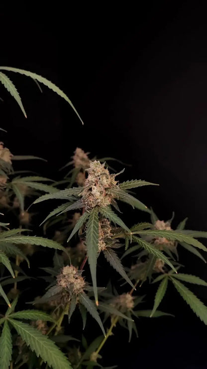 AK Autoflower Pflanze mit silbergrünen Buds