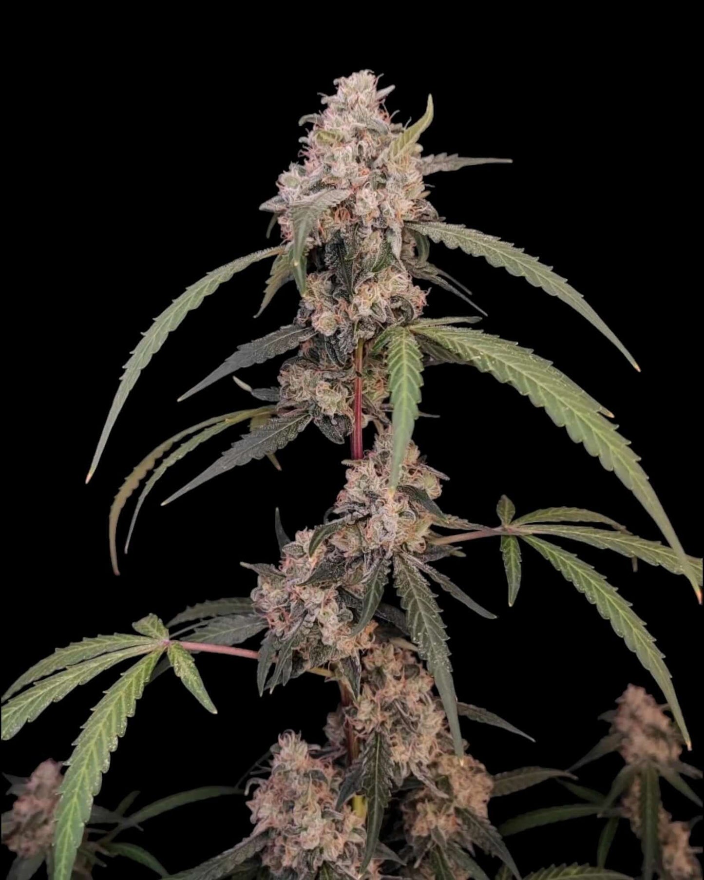 FastBuds AK Autoflower feminisierte Samen bei Pief-Leaf®