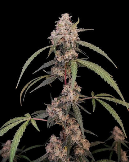 FastBuds AK Autoflower feminisierte Samen bei Pief-Leaf®