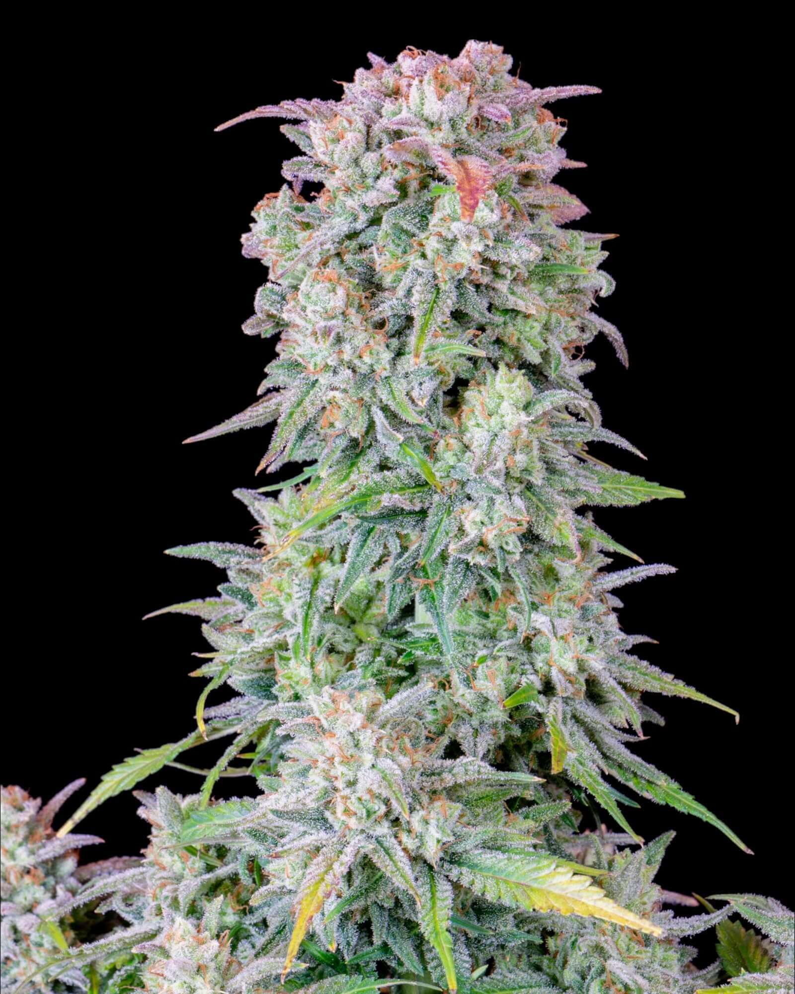 FastBuds Afghan Kush Autoflower Samen Nahaufnahme