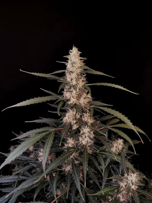 FastBuds Amnesia Haze Autoflower Samen Nahaufnahme