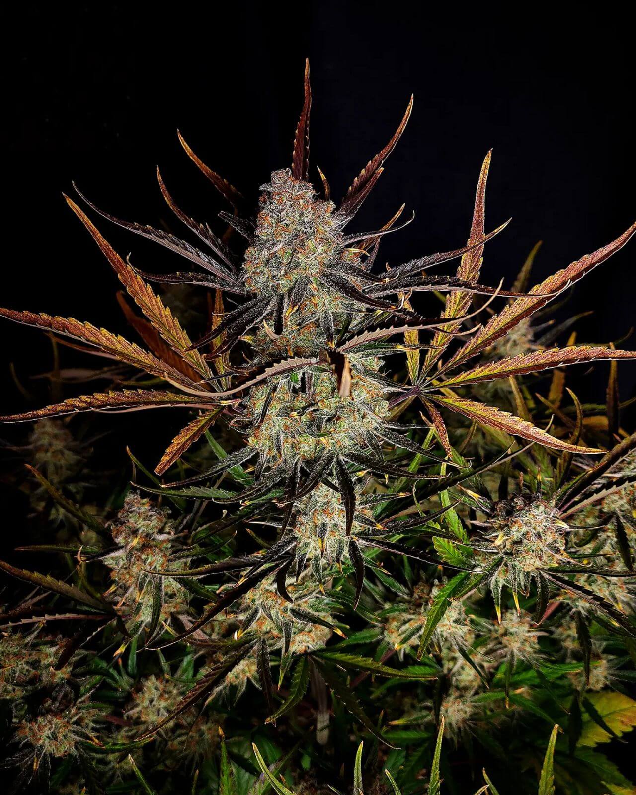 FastBuds Apple Strudel Auto feminisierte Autoflower Samen