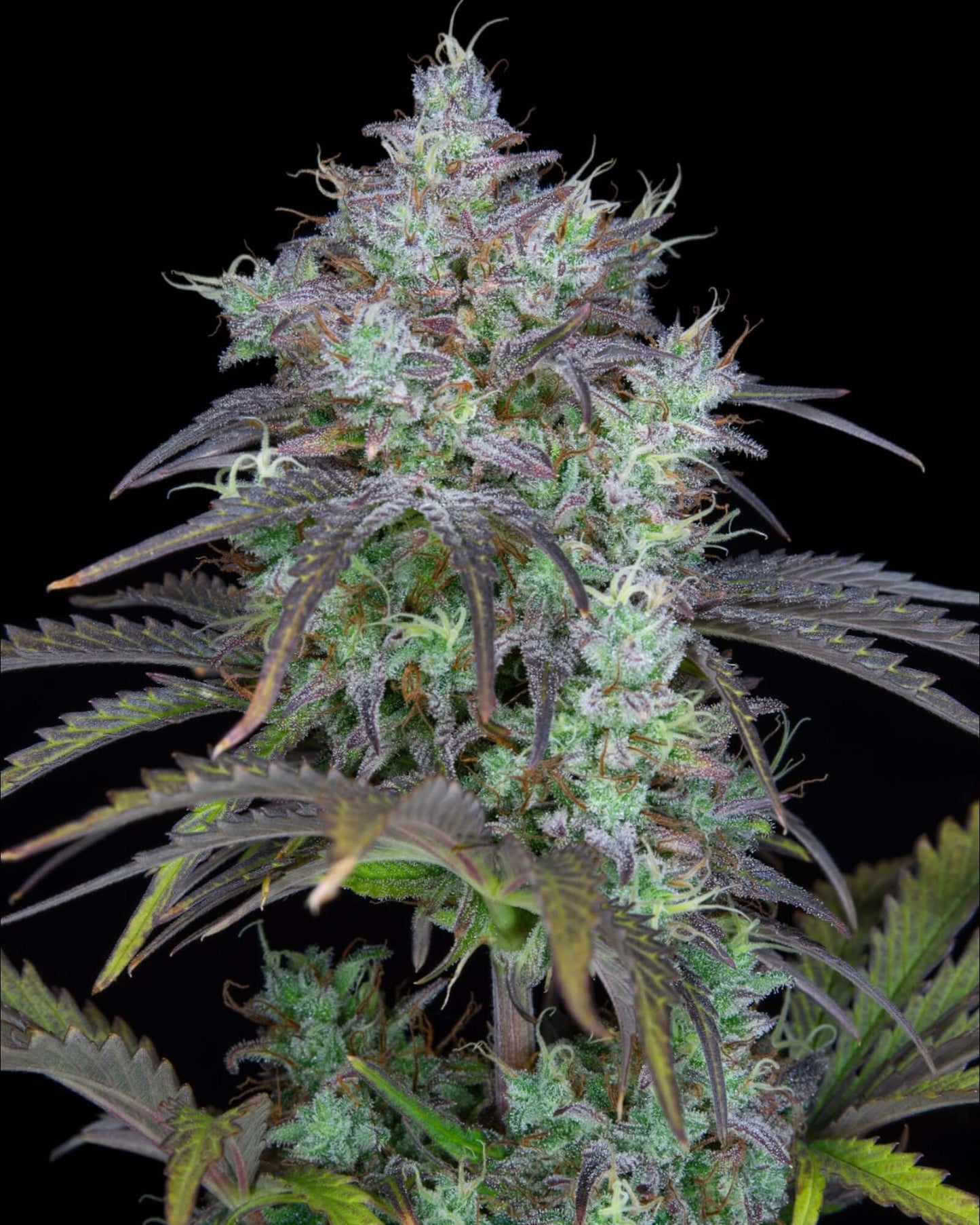 FastBuds Big Bud Autoflower Cannabissamen bei Pief-Leaf®