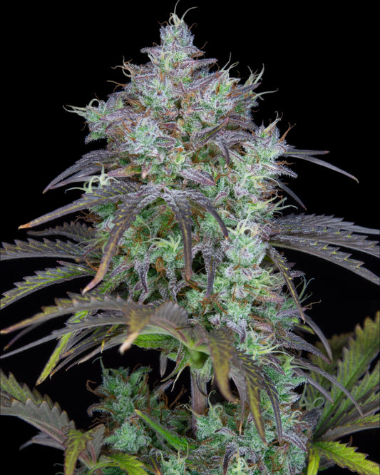 FastBuds Big Bud Autoflower Cannabissamen bei Pief-Leaf®