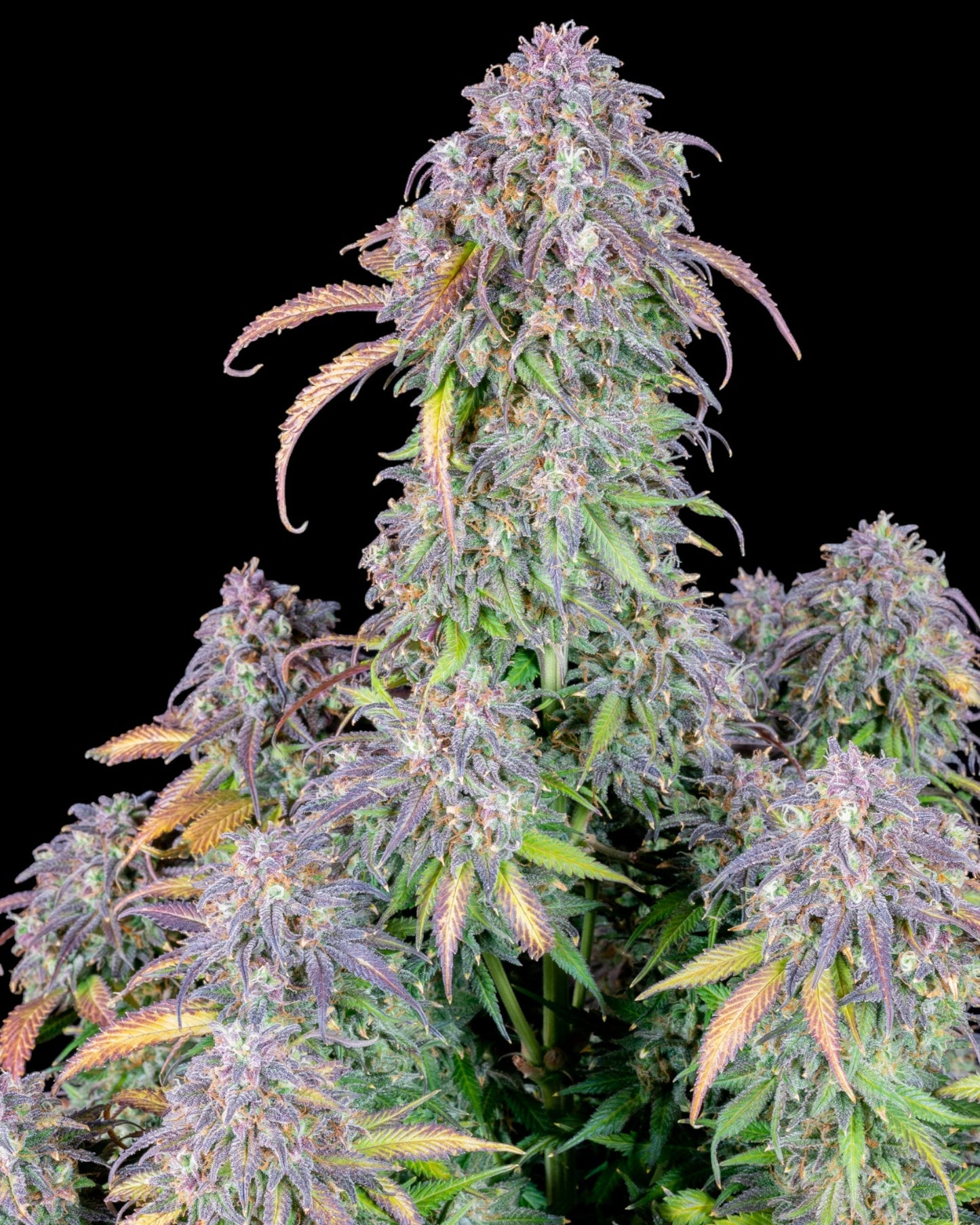 FastBuds Blueberry Autoflower Samen Nahaufnahme
