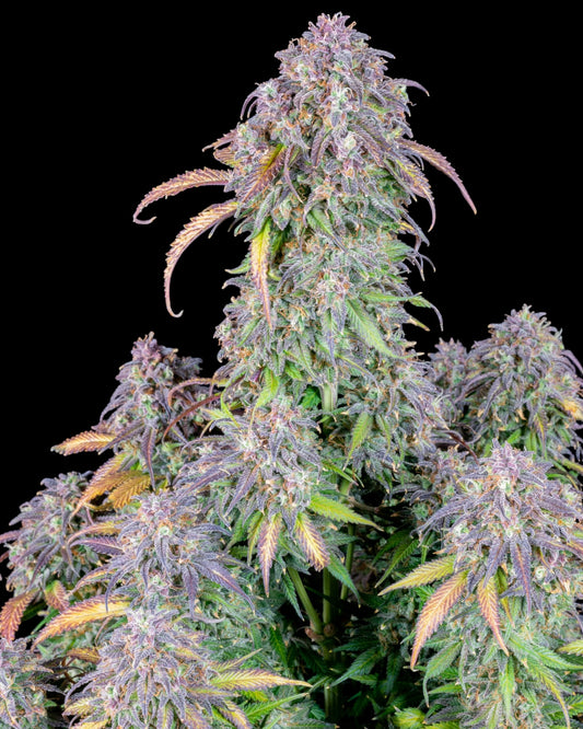 FastBuds Blueberry Autoflower Samen Nahaufnahme