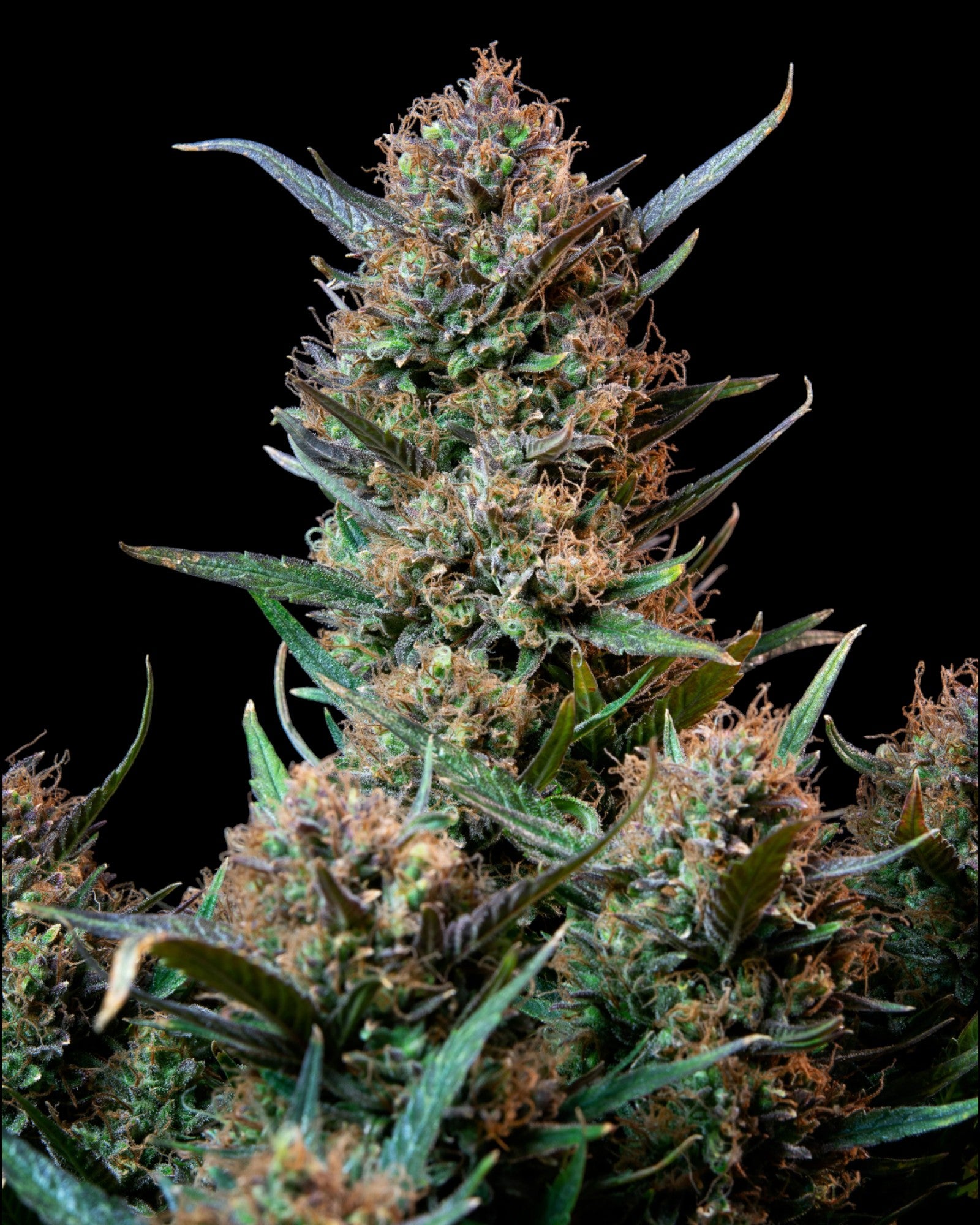 FastBuds Bruce Banner Autoflower Samen Nahaufnahme