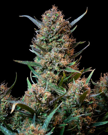 FastBuds Bruce Banner Autoflower Samen Nahaufnahme