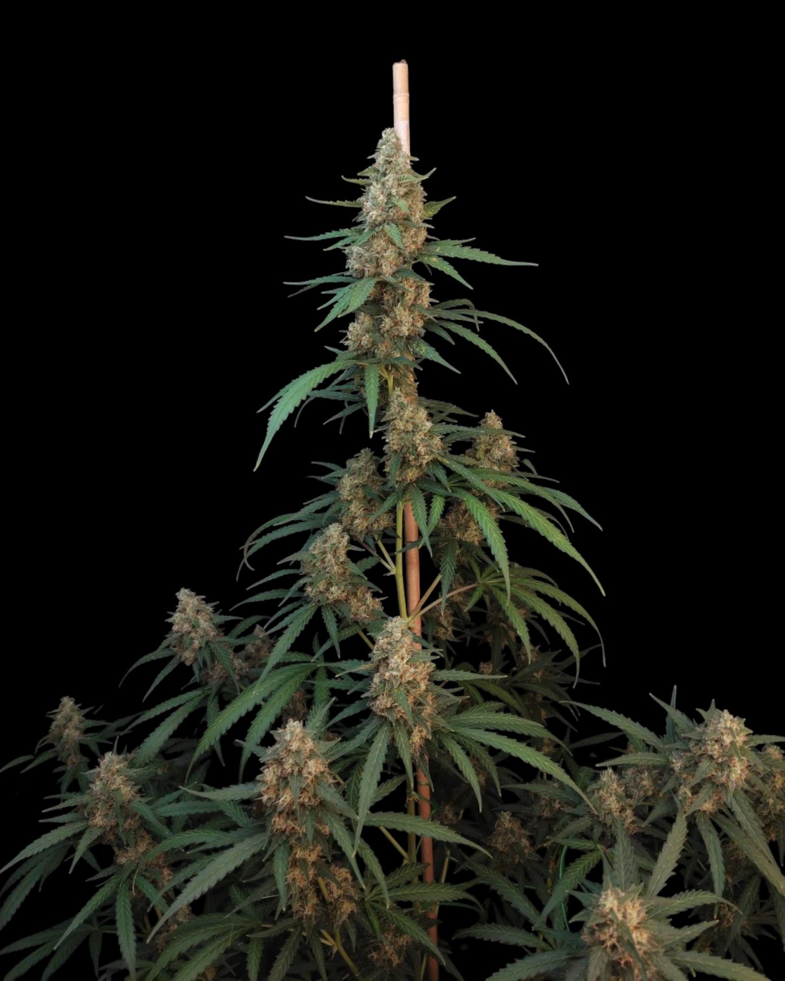 FastBuds Cheese Autoflower Samen Nahaufnahme