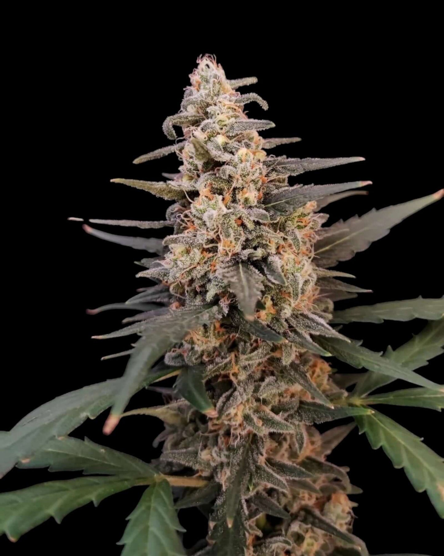 FastBuds Critical Autoflower Cannabissamen bei Pief-Leaf®