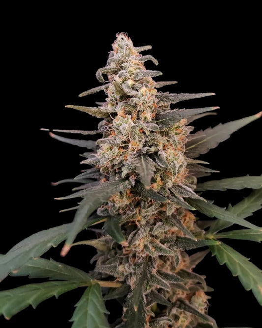FastBuds Critical Autoflower Cannabissamen bei Pief-Leaf®