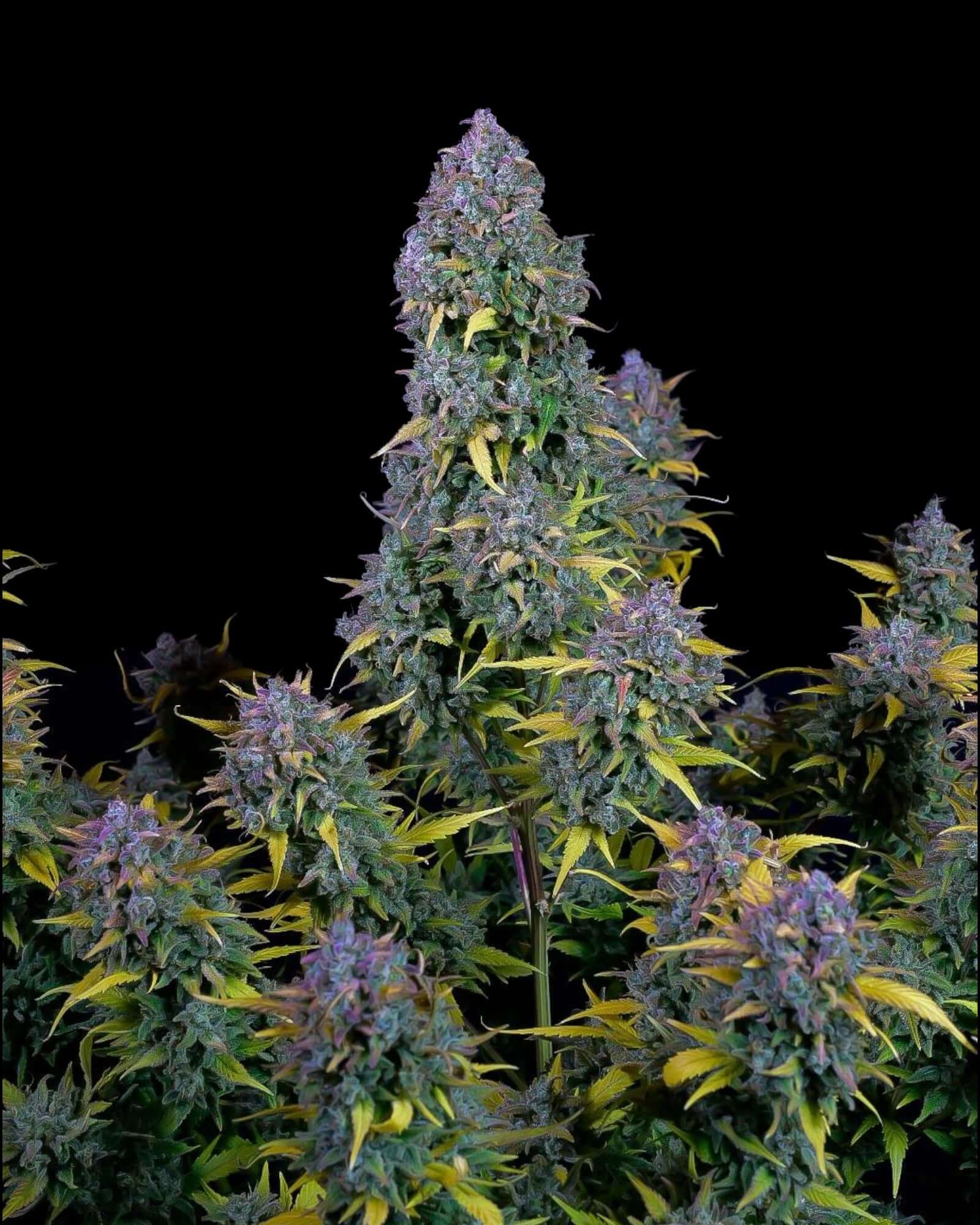 FastBuds Gelato Autoflower Cannabissamen bei Pief-Leaf®