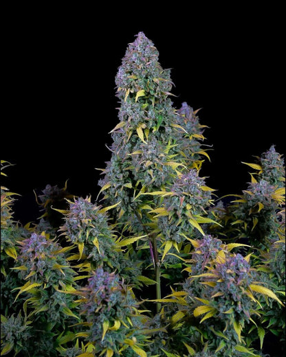 FastBuds Gelato Autoflower Cannabissamen bei Pief-Leaf®