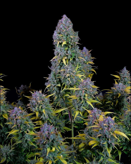 FastBuds Gelato Autoflower Cannabissamen bei Pief-Leaf®