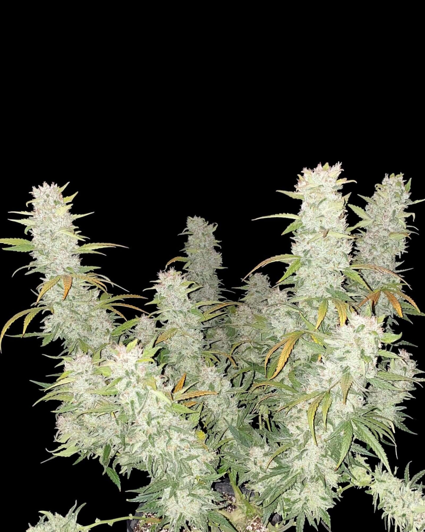 FastBuds Girl Scout Cookies Autoflower Cannabissamen bei Pief-Leaf®