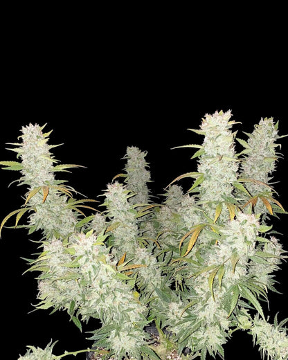 FastBuds Girl Scout Cookies Autoflower Cannabissamen bei Pief-Leaf®